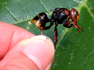 side of Vespa crabro