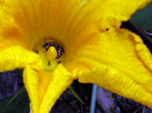 honeybee in pumpkin flower