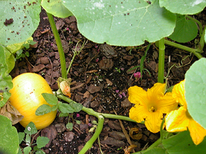 honeybee in pumpkin flower and pumpkin fruit