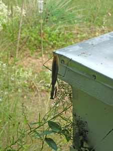 praying mantis on bee hive