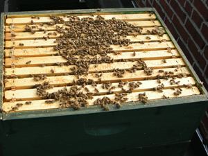 bees in top box in December!