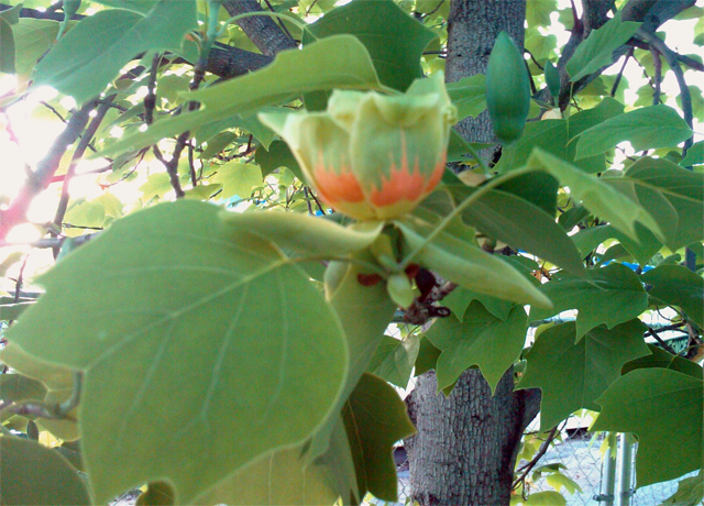 tulip poplar at congressional cemetery