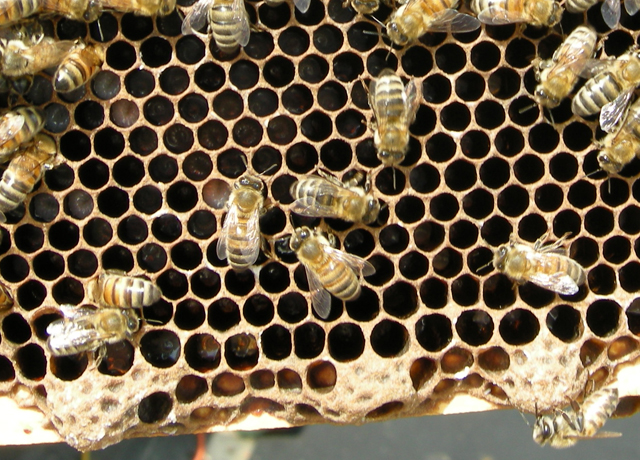 3-5 day old brood no eggs