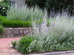 street planting of Russian Sage/Perovskia