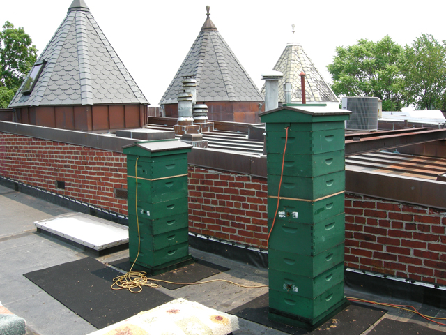 roof hives in mid-June 2008