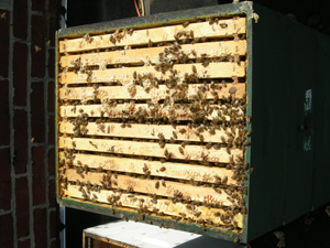 top of brood box 3