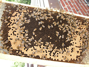 closeup of reverse of brood frame from box 4