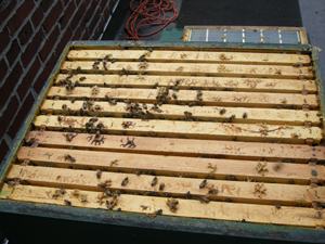 top of fifth brood box