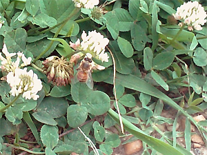 honeybee working white clover