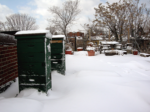 bees in the snow, with deck and neighbors