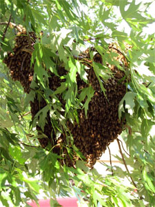 swarm on branch
