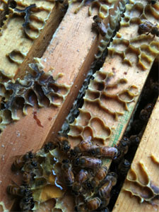 lederer bees eating honey drips between boxes