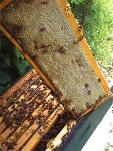 lederer capped honey frame