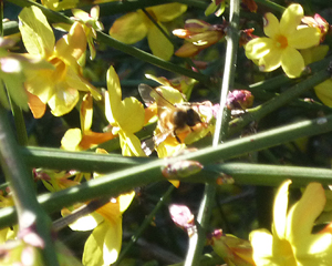 bees on wilty forsythia