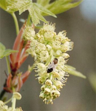 maple pollen