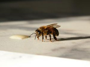 MaryEllen's Beautiful Honeybee photo