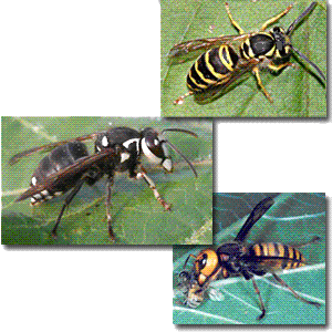 collage of yellow jacket wasp-bald faced hornet-european giant hornet