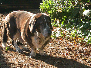 rocky at sunset October 3 2005
