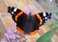 Red Admiral 
butterfly, link to The Urban Wildlife Ring homepage