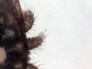 varroa mite at 200x