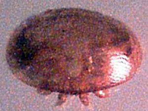 varroa mite at 60x