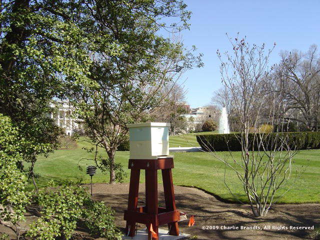 the brood boxes on high hive stand