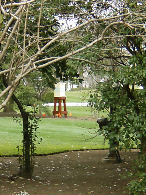 larger view of white house hive through the trees