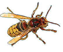 European Giant Hornet approx actual size photo by Sven Teschke